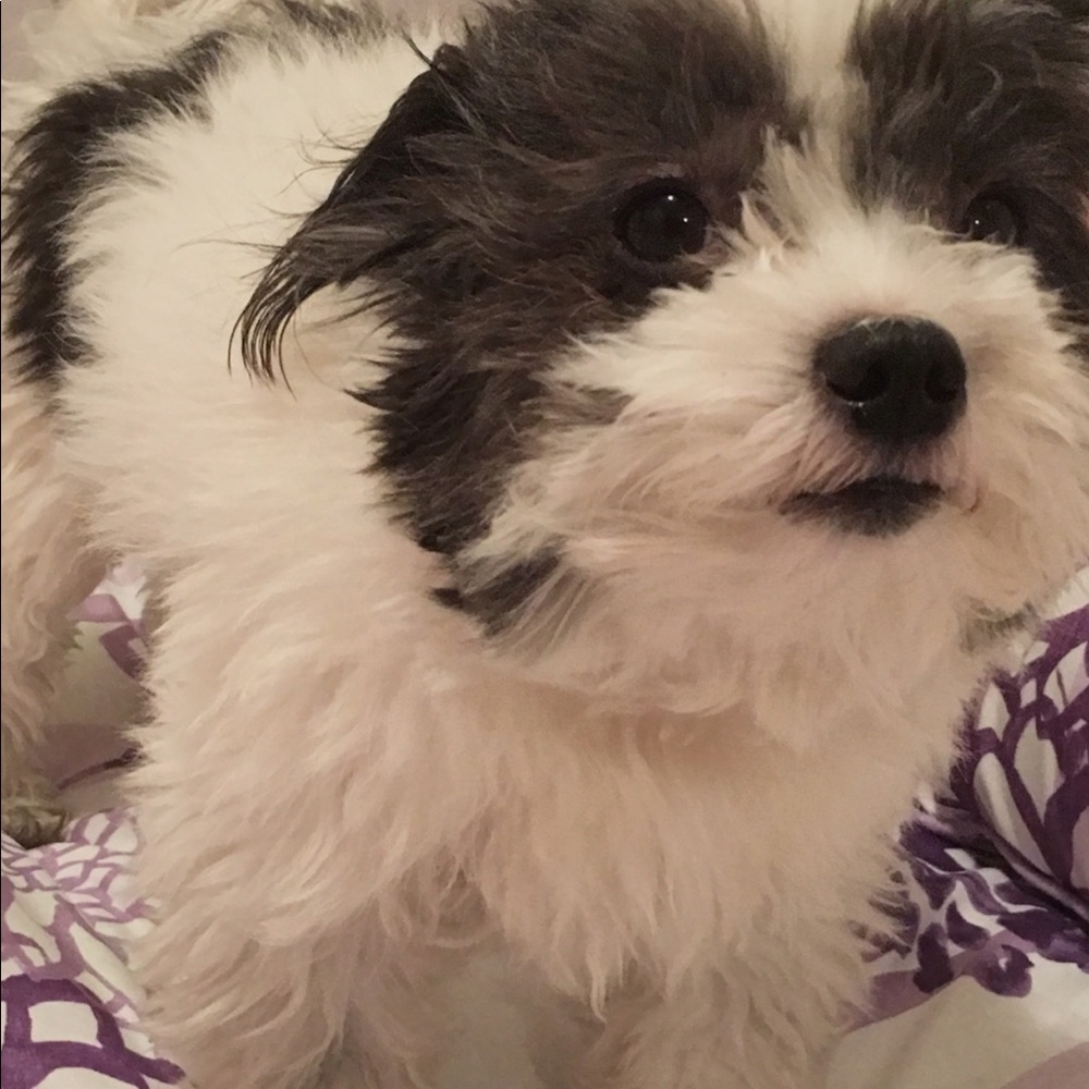 Meet your Posher, Rosa